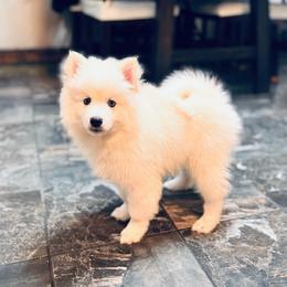 Apollo - White male Pomsky puppy in Lincoln, Nebraska from Blue Heaven Pomsky