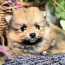 Pomeranians from Hounchell’s Pomeranians