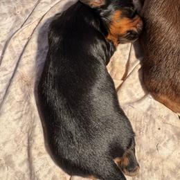 Black and tan - Black and tan male Dachshund puppy in Mc Donough, Georgia from Doxie Gang