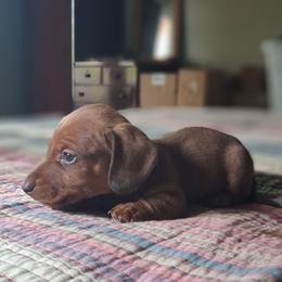 Red - Red male Dachshund puppy in Brave, Pennsylvania from Maple Moon Dachshunds