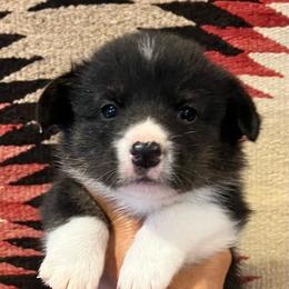Willie - Black and white male American Corgi puppy in Tome, New Mexico from Blue Diamond Welsh corgis