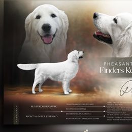 Piper - Golden Retriever