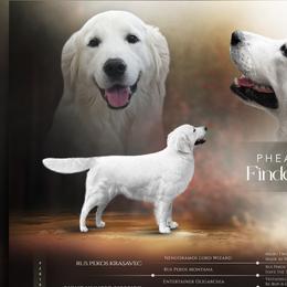 Piper - Golden Retriever