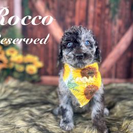 Bernedoodle and Goldendoodle Puppies from Adirondack Poodles Goldendoodles,Bernedoodles & Schnoodles