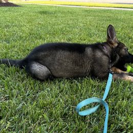 German Shepherd Puppies from United Pride  German shepherds