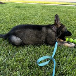 German Shepherd Puppies from United Pride  German shepherds