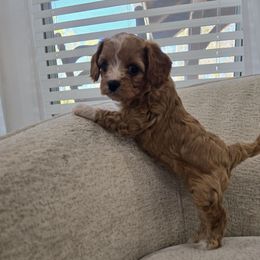 Abs - Red female Cavapoo puppy in Fordland, Missouri from K&K's Puppy Kingdom