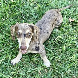 Ember - Dachshund