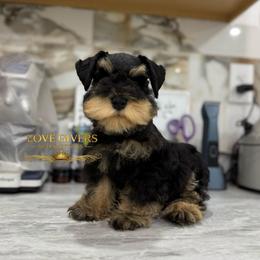 AKC BLACK AND TAN BOY - Black and silver male Miniature Schnauzer puppy in Lake Placid, Florida from Love Giver Schnauzers