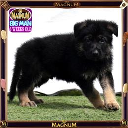 MAGNUM -- IS PURE QUALITY - Black and tan male German Shepherd puppy in Murrieta, California from Diamond Oaks German Shepherds