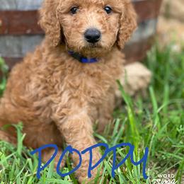 Goldendoodle Puppies from Bear Ridge Doodles