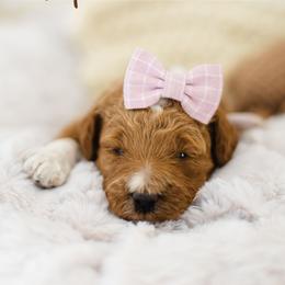Viper - Apricot female Goldendoodle puppy in Garden Grove, California from Sunkissed Doodles