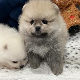 Girl 4 - Cream sable female Pomeranian puppy in Pocatello, Idaho from Avalon Pomeranians