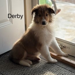 Derby (Pink Collar) - Sable and white female Collie puppy in Norris City, Illinois from Hoskins Collies