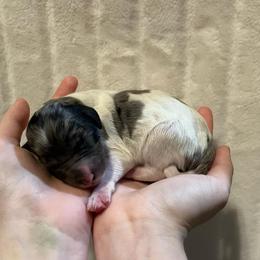 Audi - Blue merle male Aussiedoodle puppy in Springfield, Missouri from Aspen River Doodles