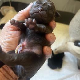 Chocolate boy 1 - Black male Pug puppy in Onalaska, Washington from Cupid’s Pugs