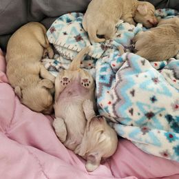 Dachshund Puppies from Cambria’s Southern Paws