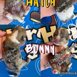 Bunny - Merle female Chihuahua puppy in Kannapolis, North Carolina from East Coast Bull Terriers N Chihuahuas