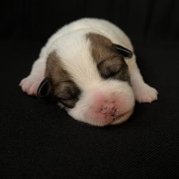 Russell Terrier Puppies from Breezy Meadows Russell Terriers