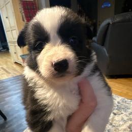 Girl 5 - Black tri female Miniature Australian Shepherd puppy in Saco, Maine from Wags Family Aussies