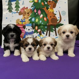 Shih Tzu puppies from Patricia's Adorable Shih Tzu