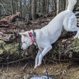 Kishu Ken All Grown Up from Ourou Sou