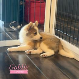 Boy 2 - male Nenets Herding Laika puppy in Manns Choice, Pennsylvania from Mystic Winds