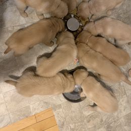Golden Retriever Puppies from Lake Champlain Goldens