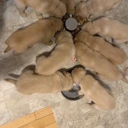 Golden Retriever Puppies from Lake Champlain Goldens