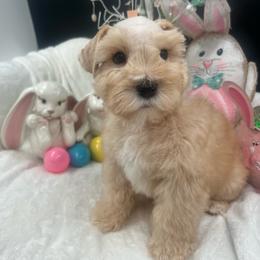 Renegade - Wheaten male Miniature Schnauzer puppy in Grayson, Kentucky from Seventh Heaven Schnauzers
