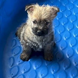 Cairn Terrier Puppies from Shining Waters Farm