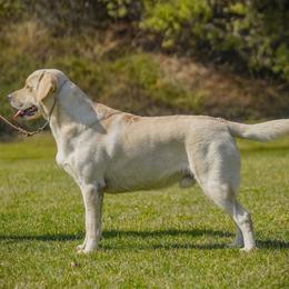 Labrador Retriever puppies from Black Mountain Service Dogs