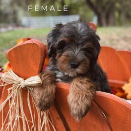Danielle - Blue merle female Bernedoodle puppy in Glenwood, New Mexico from Brush Fire Doodles