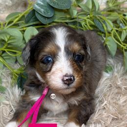 Aussiedoodle Puppies from Doodles by Dada