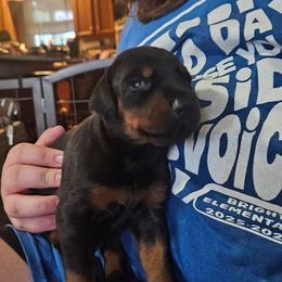 Reba - Black and rust female Doberman Pinscher puppy in Mount Orab, Ohio from Heyne Kennels