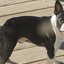 Punch - Boston Terrier