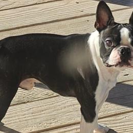 Punch - Boston Terrier