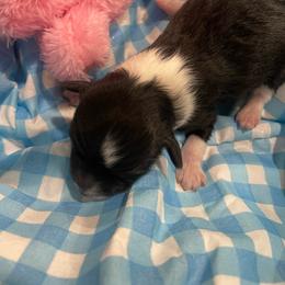 Black White F - Black and white female Aussiedoodle puppy in Bee Branch, Arkansas from Scroggins Creek Doodles