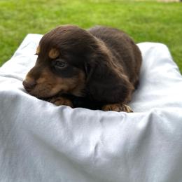Hershey - Chocolate and tan male Dachshund puppy in Stilwell, Oklahoma from Mountain Top Dachshunds