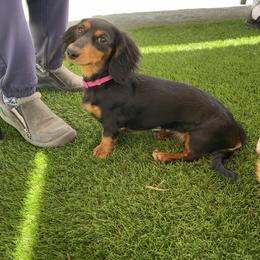 Dachshund and Pembroke Welsh Corgi All Grown Up from Kendaline Kennels