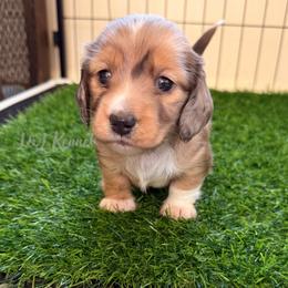 Lighting - Dapple male Dachshund puppy in Mc Donough, Georgia from L & J Kennel