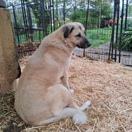 Diamond Acres Olive - Fawn female Anatolian Shepherd Dog puppy in Toledo, Oregon from Green Stains Anatolians
