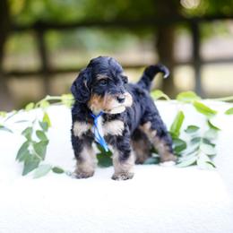 Blue collar - Tri-color male Bernedoodle puppy in Spokane, Washington from Doodle Love