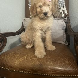 Girl 4 - Cream female Goldendoodle puppy in Lumberton, Texas from Southeast Texas Goldendoodles