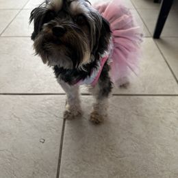 Tokyo - Yorkipoo