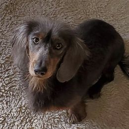 Baxter - Dachshund