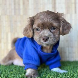 Mr. Belding - Lilac male Shih Tzu puppy in San Tan Valley, Arizona from My Puppy Tzu