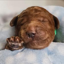HERSHEY - Apricot male Goldendoodle puppy in Harris County, Texas from Cute & Curly Doodles