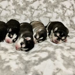 Maltese and Siberian Husky Puppies from Nyx’s Pack