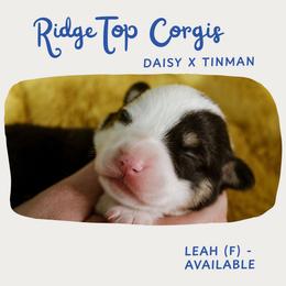 Leah - Black and tan female Pembroke Welsh Corgi puppy in South Otselic, New York from Ridge Top Corgis